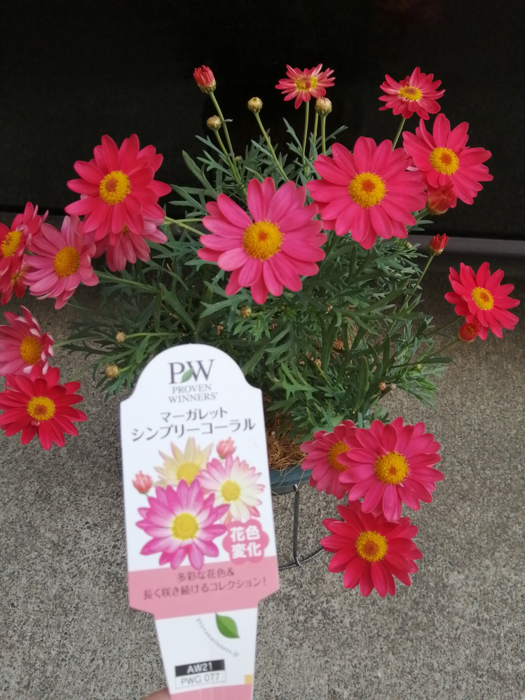 マーガレットシンプリーコーラルの花色について教えていただきたいです