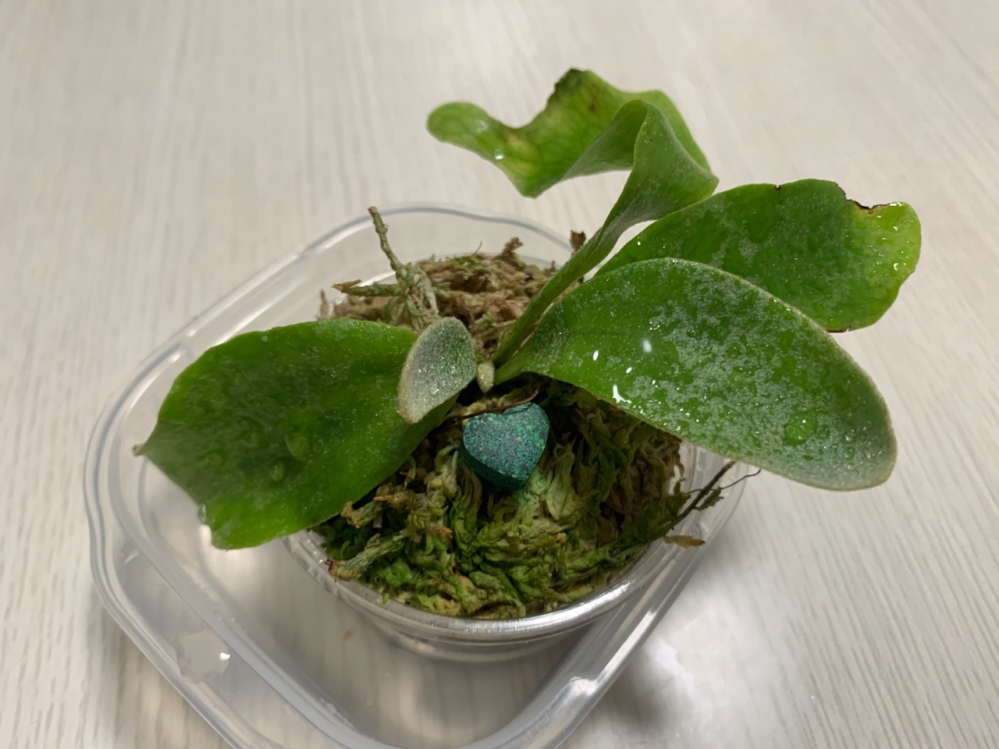 ビカクシダ(ホワイトホーク)の水やりのタイミングとコルクへ板付につ