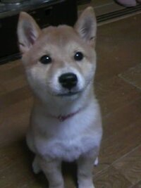 最近うちの愛犬が朝の散歩で歩かない おしっこをしないそうです 朝昼 昼 Yahoo 知恵袋