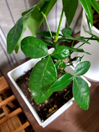 1ヶ月ほど前に初めての観葉植物でパキラを購入したんですが新しく？生えてきた葉... - Yahoo!知恵袋