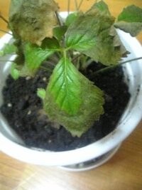 ワイルドストロベリーのが葉や実が枯れます 今月初めぐらいに苗で買ったワ Yahoo 知恵袋