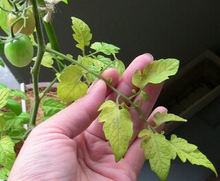 プチトマトの葉が黄色くなり 枯れてゆきます だんだん茎も黄色くなりました 病 Yahoo 知恵袋