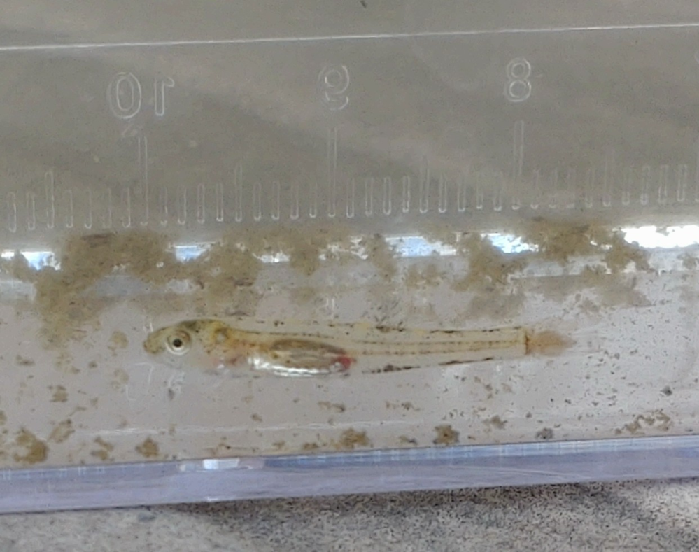 魚、名前を教えて下さい。魚は稚魚です。 海水、淡水が混ざる所で... - 教えて！しごとの先生｜Yahoo!しごとカタログ