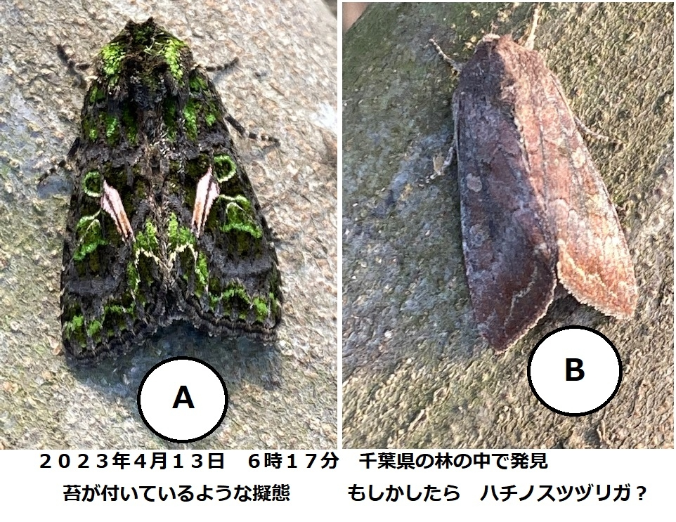 この二つの蛾の名前を教えてください。 A は 苔の模様で擬態しているように思いました。 B は 分かりません。 両方ともすぐ近くに居たので同じ種でしょうかね？ 場所 千葉県平野部 林の中 月日 ２０２３年４月１３日朝６時１７分
