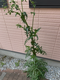 大きなタンポポのような植物が生えているのですが、これは何 大きなタンポポのような植物が生えているのですが、これは何