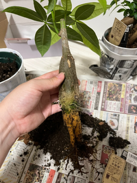 パキラの挿し木｜時期と方法、水やりなどの管理方法 | 観葉植物