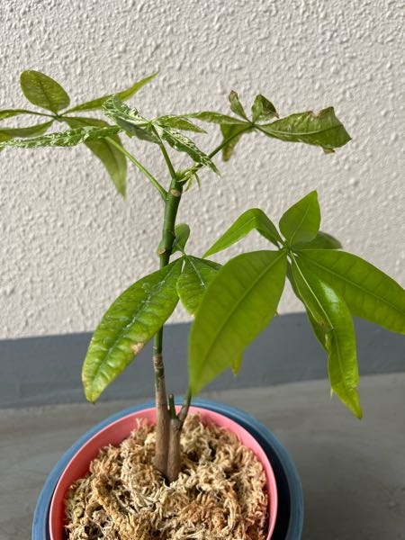 パキラ、ミルキーウェイについて詳しい方、先日購入した実生苗について