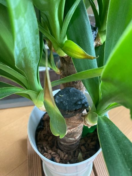 ユッカの新芽が出てきました。このあとはどうしたらいいのでしょう