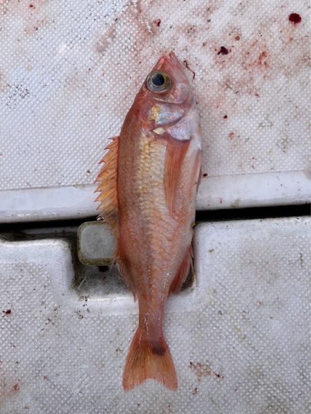 この魚の名前わかる方いませんか？ 七尾湾の水深270mでジギングにて釣れました。