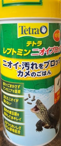 クサガメの子亀を飼育し始めました。父がそこら辺に居たから保護してき