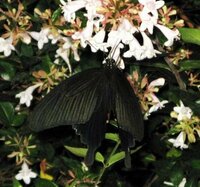 アゲハ蝶の学名は Papilionidae というそうですが 声 Yahoo 知恵袋