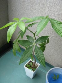 観葉植物パキラの枝を増やすにはどうしたら良いでしょうか 根元や Yahoo 知恵袋