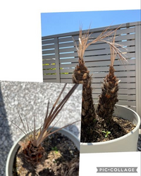 フェニックス・ロベレニー 観葉植物