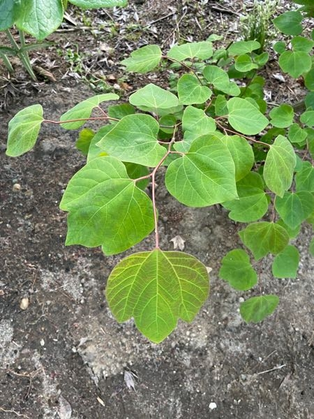 写真の植物が山採りのウリカエデの根元から生えてきました。マルバノキ