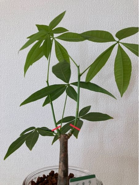 パキラです。思った以上に新芽が上の方に出てしまいました。下の方に葉