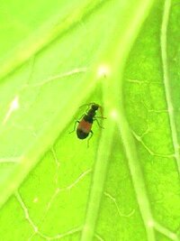 ハモグリバエのタマゴについて 初めてヘチマを育てています 葉っぱ Yahoo 知恵袋