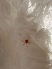 この虫は蜘蛛ですか？ - ダニです。クモ綱ダニ目に分類されますから、クモとは... - Yahoo!知恵袋