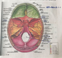 内頭蓋底の図（↓）なのですが、どこからどのようにみたものかわかりません。どなたか教えて頂きたいです。 
