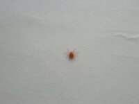 これってダニですか クモですか 家の中に赤いクモ ダニ らし Yahoo 知恵袋