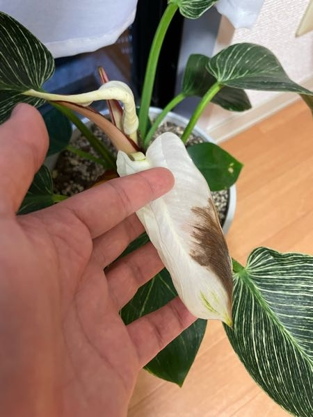 観葉植物を購入して2ヶ月ですが、白い部分が緑に色づかずに茶色く腐っ