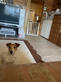 心霊写真？画像再投稿です。子供が実家の犬の写真を撮ったのですが、見返してみると鏡に人影のようなものが写っていました。 拡大してみると忍者のように顔を覆っているようにも見えて怖いのですが、心霊の部類に入るのでしょうか？子供は小さい時に誰もいない方に黒い人が通ったと言いながら泣いたことはありましたが場所はここではありません。当時家に人はいましたが、たまたまそこに誰かいたとしたら手前に見えているの...