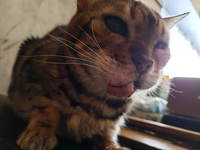 猫の唇が腫れているのはなんの病気ですか？写真は実家の猫なのですが、... - Yahoo!知恵袋