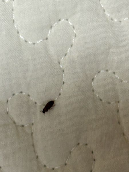 この虫はなんと言いますか？1センチはないくらいの虫なのですが、最近家の中でちょくちょく出てきて気持ち悪いです。ご回答よろしくお願いいたします。