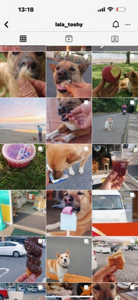 たまたま、
インスタで見かけたんですが、、、
毎日、アイス、パンなどを
食べた、犬は、長生き出来ない
ですか？⁉️ 