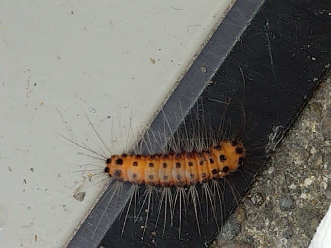 この毛虫は何でしょうか？体長2〜3cmです。 - タケノホソクロバ
