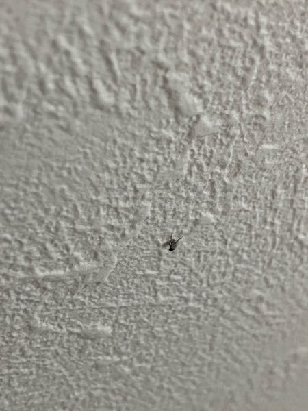 ペットの糞に群がる小バエの防止に困っています。 ハリネズミを飼っているのですが、毎日掃除していても糞に小バエが群がります。ケージ等全て丸洗いと砂等交換＆熱湯消毒してハリネズミも綺麗にした次の日も少ないものの既に数匹いました。 小バエがホイホイには捕まらず、ノミバエよりも小さくて(網戸も通る)黒い虫です。 ペットショップで対策を聞いたところ、ペット用消臭スプレー(ダニ等嫌がる匂い)を進められてしていますが追いつきません。 見る度に糞に群がっているので、応急処置でそのスプレーで水没死させています。 部屋の網戸には虫除けスプレーをしています。 写真は壁で水没死させた小バエです。 やはり日々掃除し、窓を開けない方法しか防ぐ方法は無いでしょうか…？