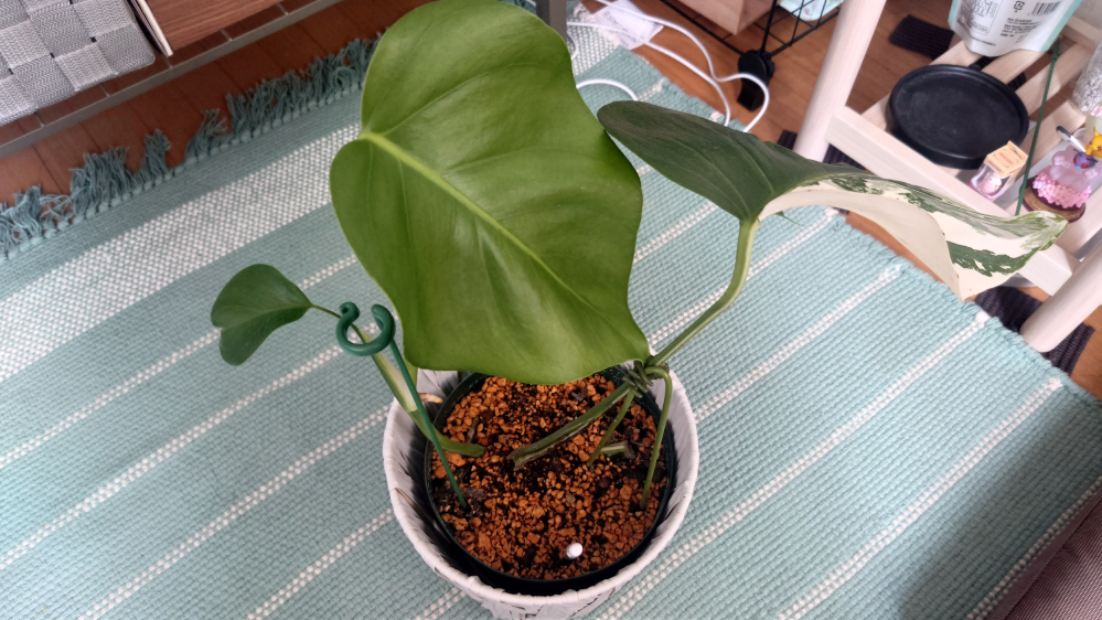 斑入りモンステラの新芽に斑が入らなかった場合、先祖帰りした部分を