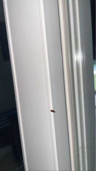この虫を1日に1回はリビングで目撃する様になりました。アリよりも小さく、茶色です。飛んでいる所も見かけたことあります。大量に発生するのではなく１匹ずつ現れます。 動きもそんなに早くなく、窓側にいつもいるのをみかけます。 何という虫でしょうか、、 分かりにくくてすみません。