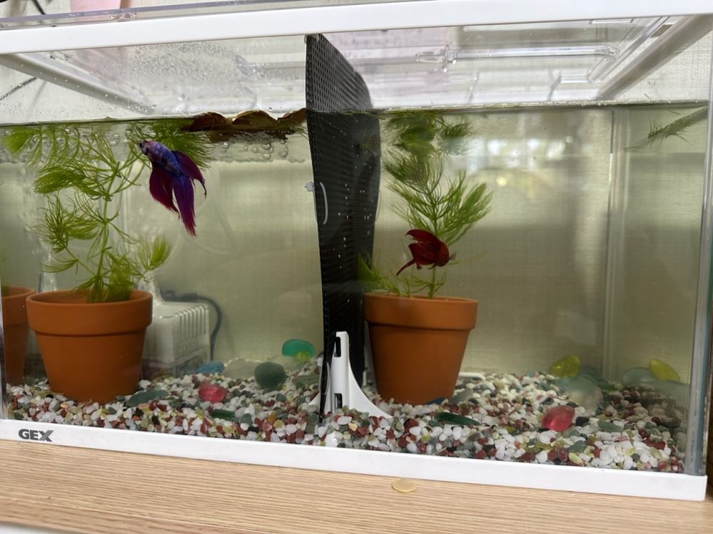 水槽セット ベタ等に メダカ ベタを2匹買いました。水槽はジェックスGEXメダカ元気メダカのため