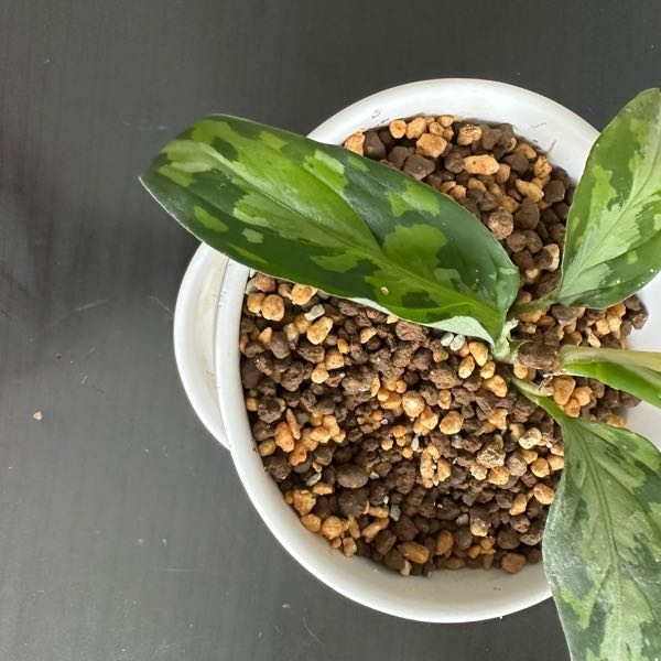 外国産観葉植物にお詳しい方にお伺い致します。 - 「アグラオネマ