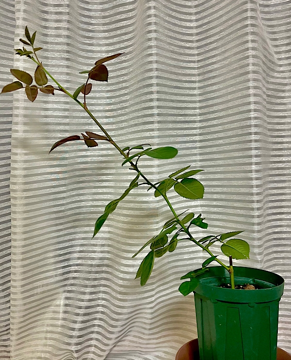 苗 バラ 挿し木苗 3苗 名前不明