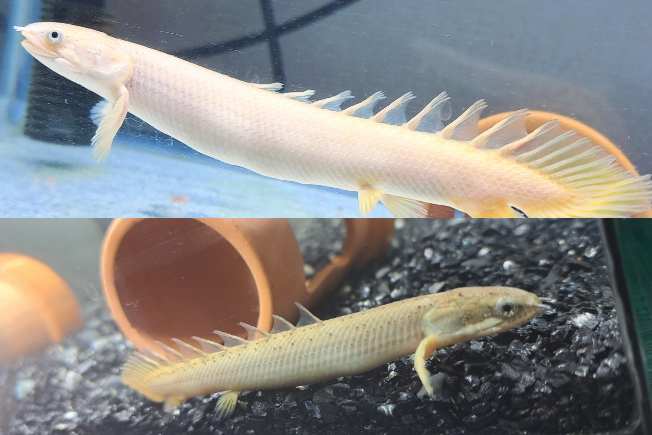 ポリプテルスビキールビキールは最低どれくらいの水槽で飼育できま 