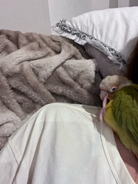 ウロコインコは飼い主を何だと思っているのですか❓ぴとってくっついて