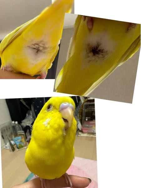 オカメインコ、2羽同居は難しいですか？先住はメスです。 - 相性次第な 