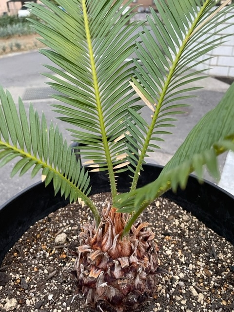ソテツ 観葉植物 白鉢 約100cm 10号　現品　新芽が出てきました。 ソテツ 観葉植物 白鉢 約100cm 10号 現品 新芽が出てきました。