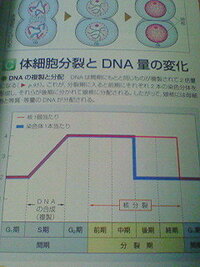 中3理科の問題です 玉ねぎの表皮細胞一個あたりの染色体の数は1 Yahoo 知恵袋