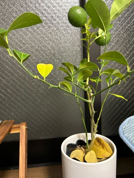 約10日前に鉢で購入したレモンの木(実がついた状態)の葉っぱが黄色に