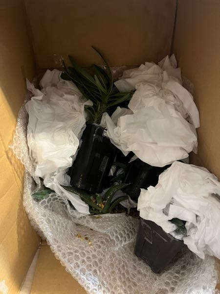メルカリで植物のセットを買ったのですが鉢がひっくり返っていて、枝折