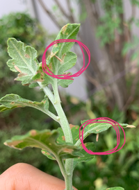 質問が2個あります。

庭で菊を育てていますが…歯の裏側にぶら下がった幼虫？が付いています。
①これは何の幼虫でしょうか？
おそらく蛾だと思いますが… ②卵を産みつけるのを防ぐ方法はありますか？

有識者の方、宜しくお願いいたします
○○について質問です。