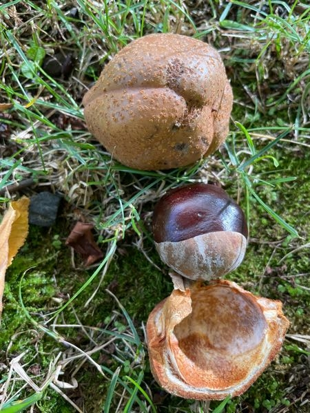 木から落ちたこのクリは沸騰させたら食べれますか？ いつも見る栗とは違って、イガイガした棘がない殻に入っていて、食べれるか分からないので教えて欲しいです。 もし食べれた場合、おすすめの食べ方教えて欲しいです。