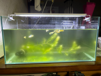 至急！水槽取りに来て頂ける方！