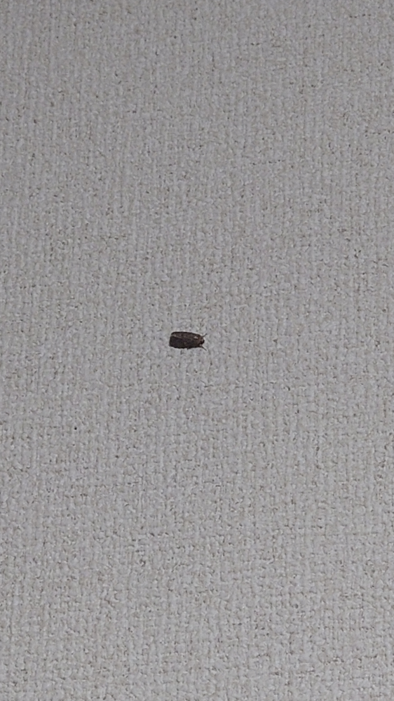 家の虫 すいません、この虫なんでしょうか？ ふと壁を見たらいたんですけど… 画像注意
