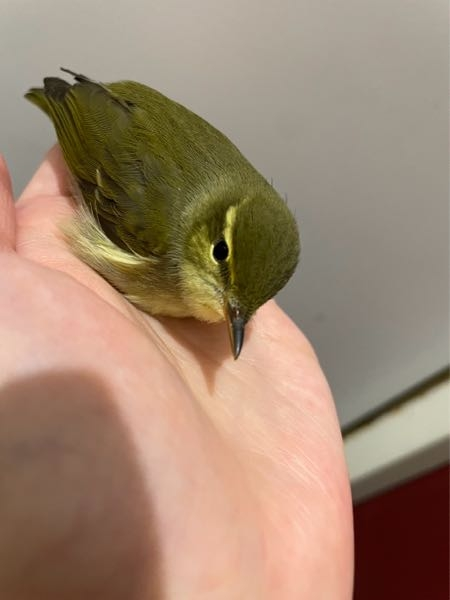 拾ったんですけど、これってなんの鳥ですか？ - メジロじゃないでし