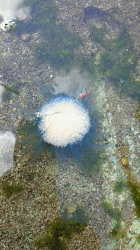 このクラゲなんですか 伊豆の海にいました ギンカクラゲという種類です Yahoo 知恵袋