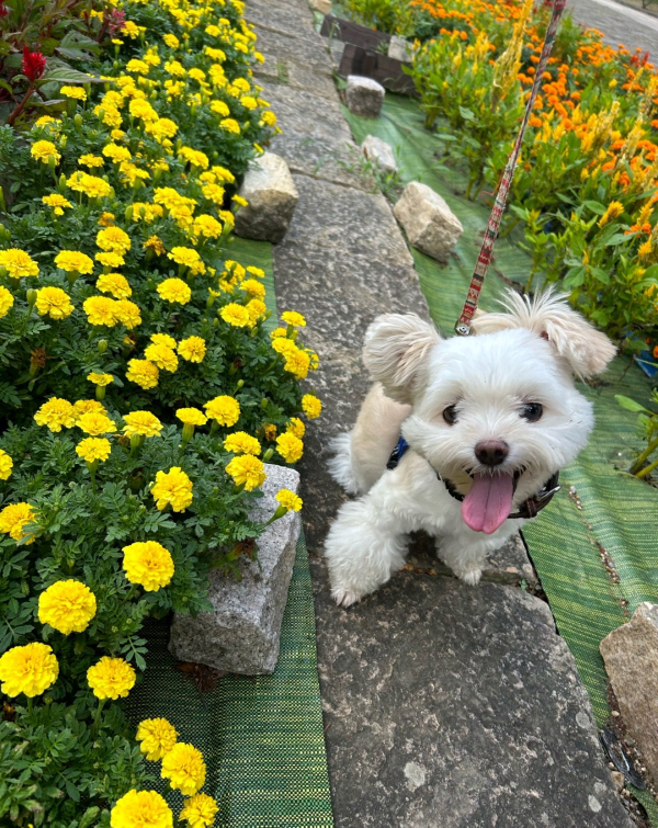 この犬種って何ですか？