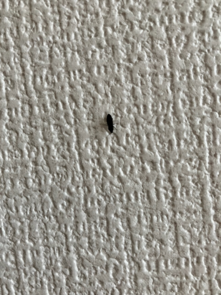 これはゴキブリでしょうか？？ 部屋の中にいました。 背中に白い線はありませんでした。